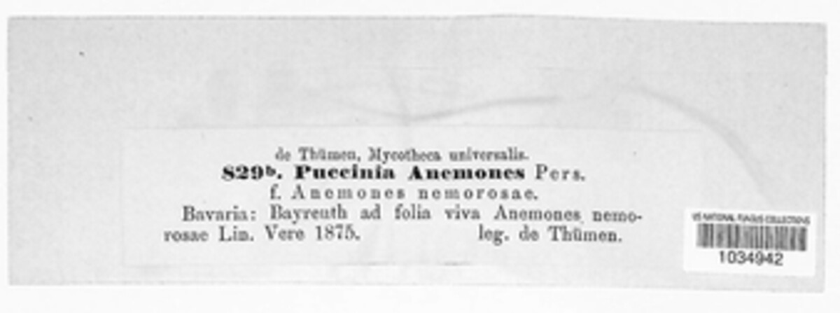 Puccinia anemones image